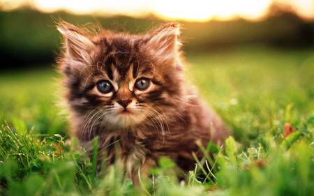 Who Are You? - photography, grass, lovely, cat, pet, nature, kitten, green, cute, nice, animals, kitty