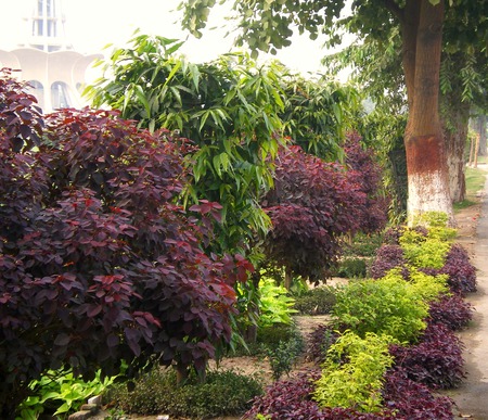 Park - nature, park, lahore, flowers