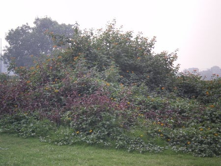 park - nature, park, lahore, flowers