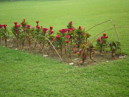 Flowers - flowers, red, nature