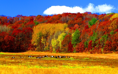 Autumn Colors - cow, yellow, autumn colors, splendor, landscape, grass, forest, leaves, view, red, field, sky, woods, clouds, trees, red autumn, beautiful, beauty, colors, lovely, cows, colorful, nature, green, autumn, autumn leaves, peaceful