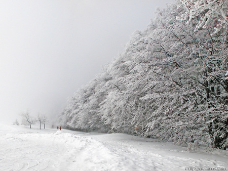 Winter trees - trees, photography, winter, bulgaria, path, white, cold, forest, snow