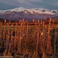 Mountain Field