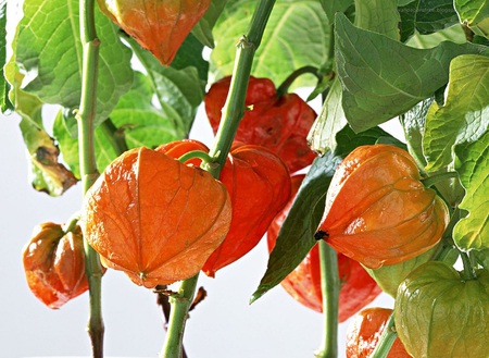 Jack O'Lantern - seeds, nature, green, orange, plant, leaves