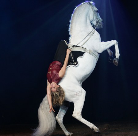 Apassionata - girl, horse show, spanish, white, spectacle, horses, show, apassionata, andalusian