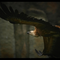 GRIFFON VULTURE