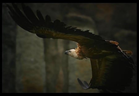 GRIFFON VULTURE - flight, wing span, large, vulture