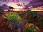 Hill Wild Flowers