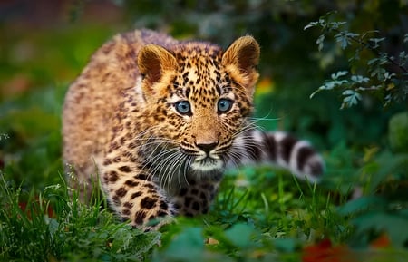 LITTLE LEOPARD - leopard, cub, motion, wild, looking, grass