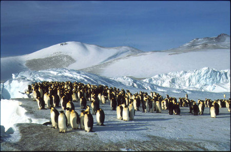 Penguins emperors - emperors, ice, birds, nature, penguins, snow, animals