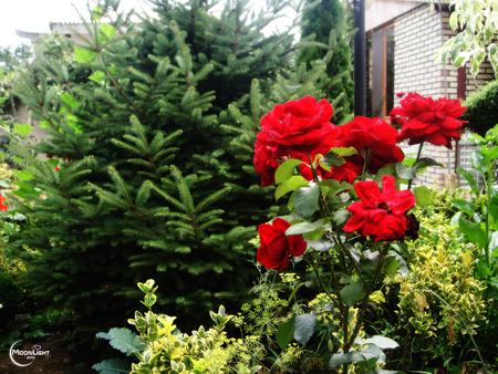 Red Flowers - nature, beautiful, red, green, iran, flower, high quality, natural