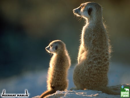 Meerkats - meerkat, desert, sand, sun