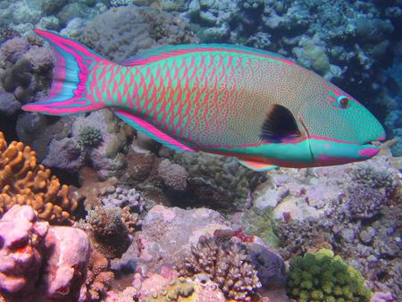 Parrot Fish - fish, rainbow, ocean, parrot