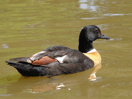 Duck - cute animals, duck, lake, animals, water