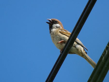 Sparrow - bird, sparrow, cute animals, wire, sky