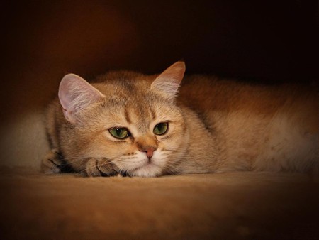 beautiful cat - alone, art photo, cat, beautiful, resting