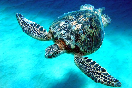 Turtle in Water - turtle, in water, picture, beautiful