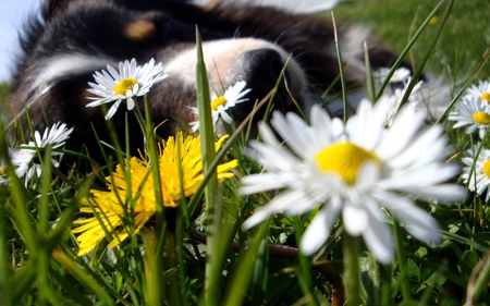 SLEEPING DAISY - sleeping, dog, flowers, daisy, field, garden