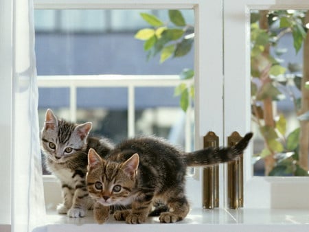 small cats on window - inside, two kittens, window, art photo, nice