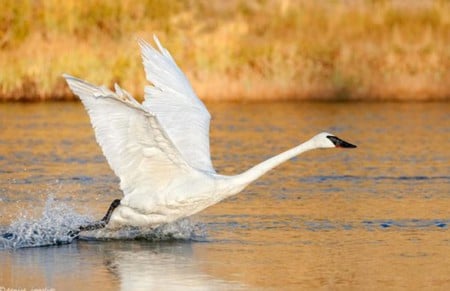 Birds Take Off - birds, picture, cool, take off