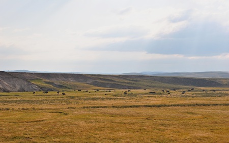 Roaming Bison - bison, rolling, hills, rural, animals, field, prairie