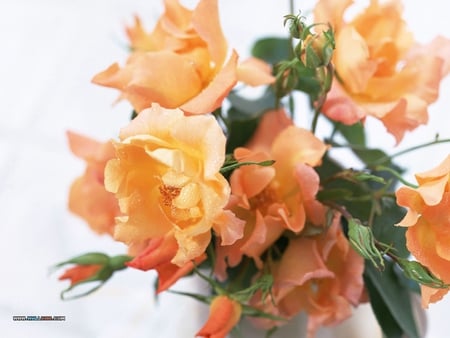 Peach Cream - yellows, peach, bouquet, spring, cream, pretty, floral, leaves, flowers