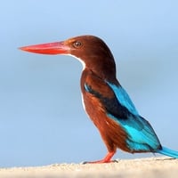 Colorful Bird