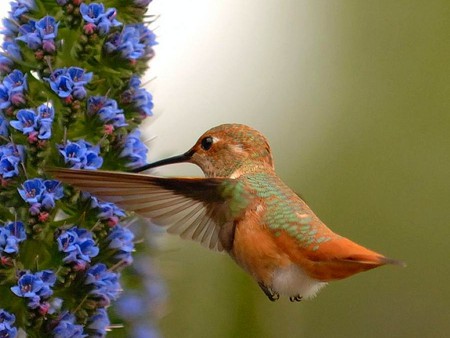 Humming Bird - beautiful, bird, picture, humming