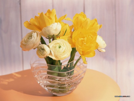 A Bowl Of Sun - flowers, yellow, soft, spring, dish, photo, bouquet, glass