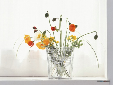 Country Wilds - pretty, vase, water, window, spring, photo, variety, flowers, colours, bright, glass, wild