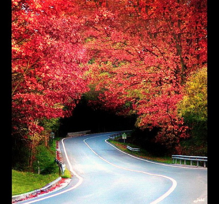 Through the arch - highway, trees, archway, curved, autumn, red and gold leaves