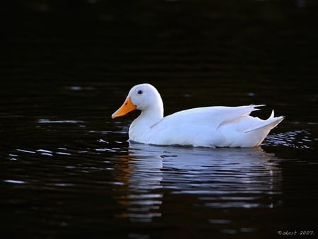 the duck - nature, duck, animals, water, birb