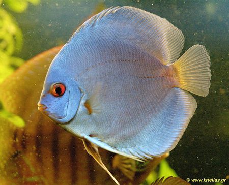 Blue Discus Fish - ocean, blue discus, water, fish, salt