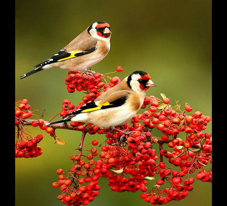 Grossbeaks and berries - berries, black, grossbeaks, birds, white, beige, red, pair