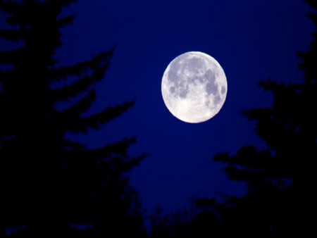 MOON - moon, trees, night, sky