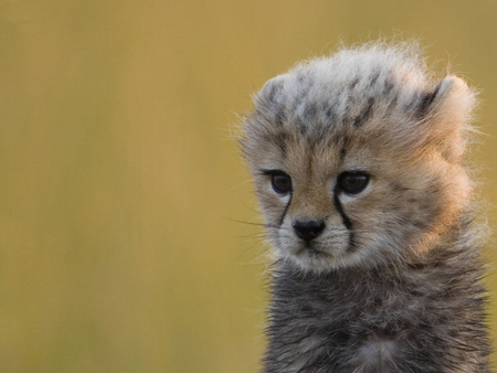 Guepardo - speed, cub, africa, beautiful, nature, funny, cute, cats, nice, animals