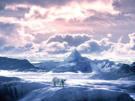 POLAR BEAR - ice, sky, bear, clouds, polar, mountains