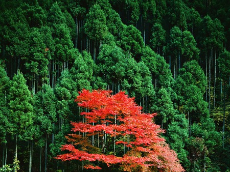 Touch of autumn - trees, autumn, green, red tree, forest