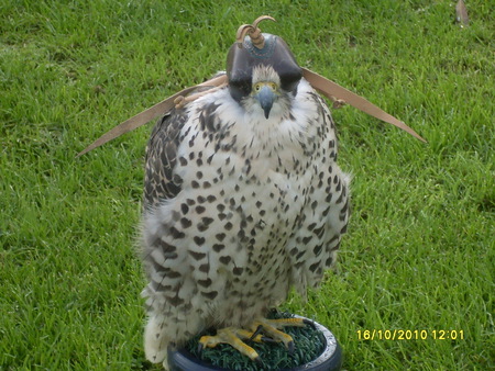 buizerd - roofvogel, prooi, bird, buizerd