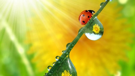 Lucky Lady Bug - trees, sun rays, yellow, beautiful, lucky, nature, red, green, bright, plants, insect, sun