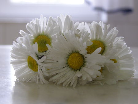 tiny daisies for you - nature, tiny, autumn, daisy, flowers