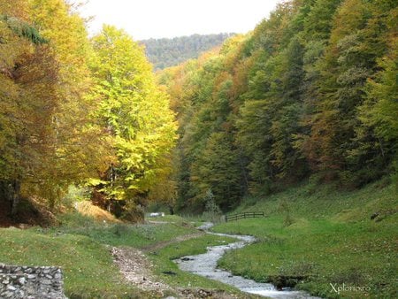 Path - nature, forests, trees, green, leaves, paths, tree