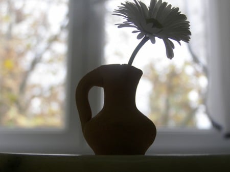 tiny daisy in a cup - tiny light, nature, daisy, autumn