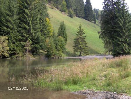 Landscape - nature, trees, places, forest, river, water, green, tree