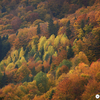 Autumn Colours