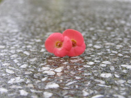 fall - fall, tiny, flowers, pink