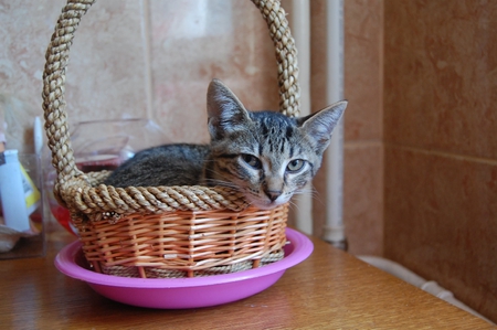 Maya - basket, cats, table, beauty, animals