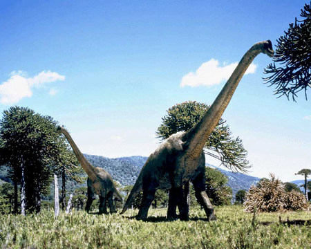 Brachiosaurus - brachiosaurus, animal, reptile, dinosaur