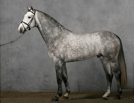 Anglo-Arab - arabian, grey, horses, racehorse, crossbreed, dappled, english