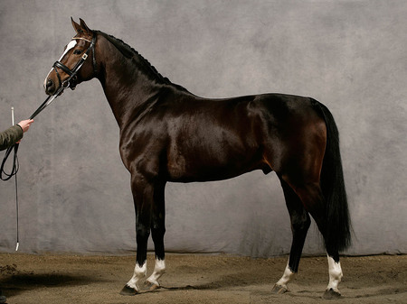 Trakehner - horses, german, trakehner, warmblood